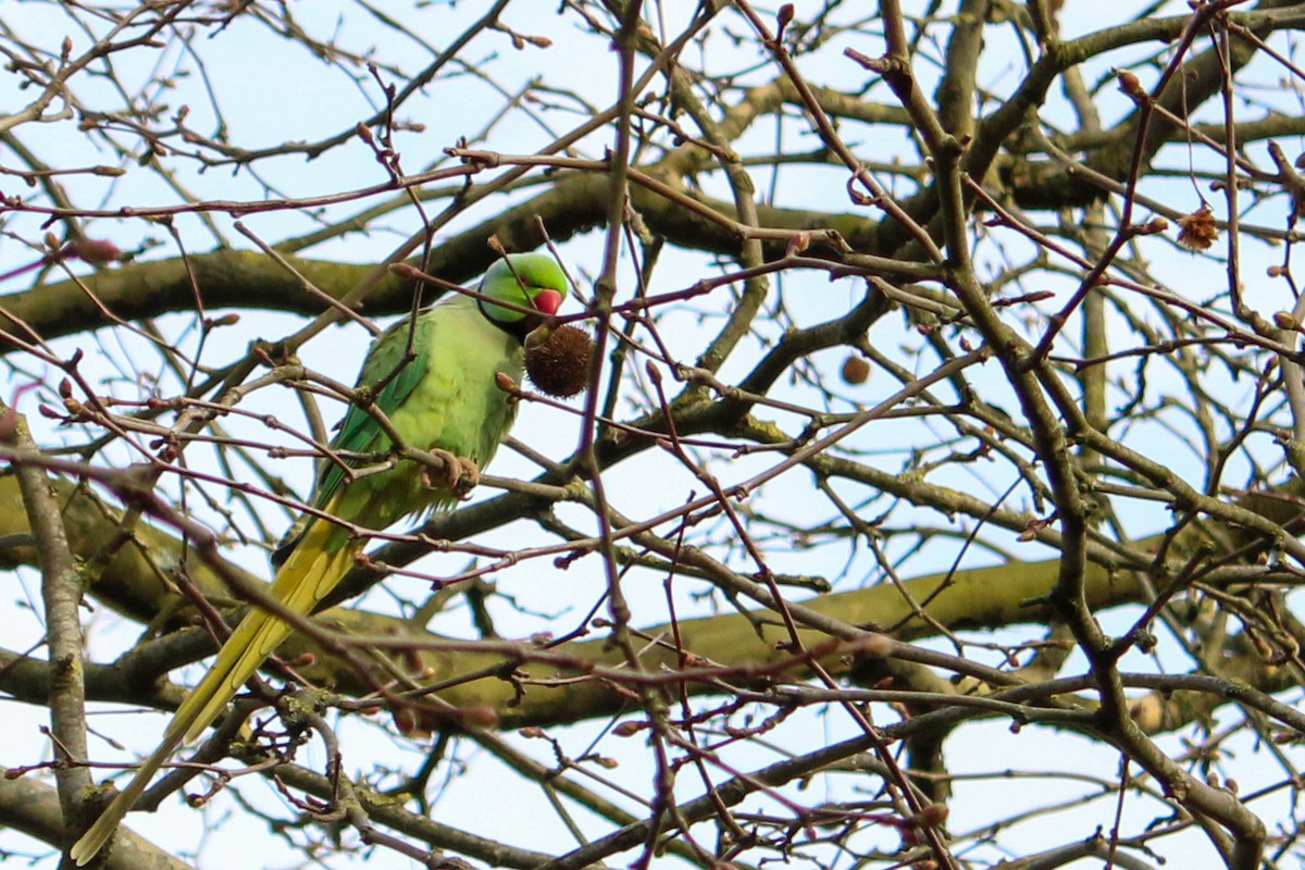 Rose-ringed Parakeet - ML652821374