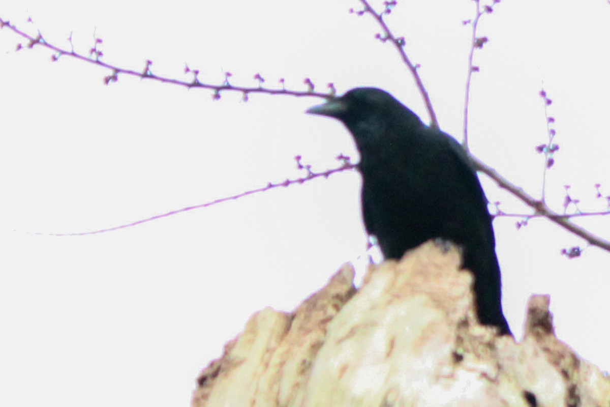 Хар хэрээ - ML652821381