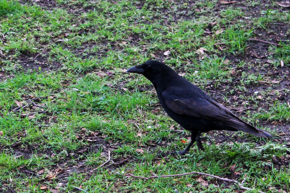 Хар хэрээ - ML652821382