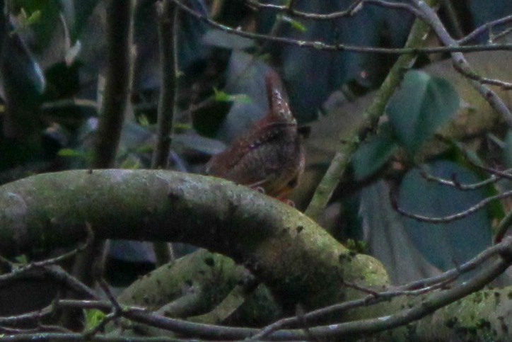 Халгайч урагчин - ML652821388