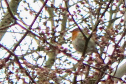 Өрнийн зээрд омруут - ML652821393