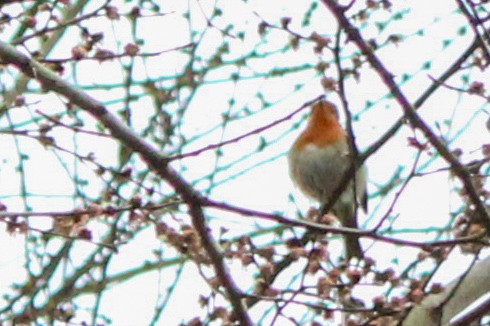 Өрнийн зээрд омруут - ML652821394