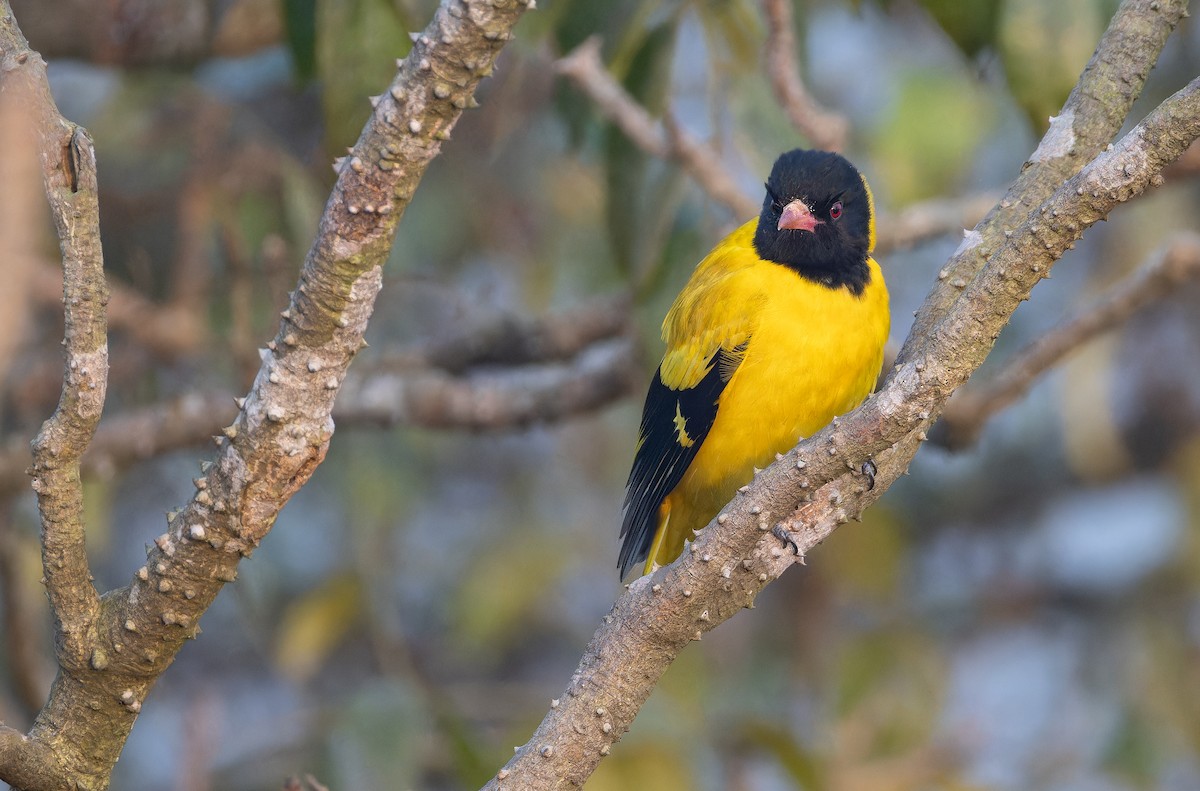 Oropéndola Encapuchada - ML652821407