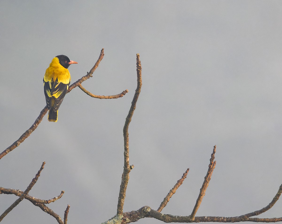 Oropéndola Encapuchada - ML652821417