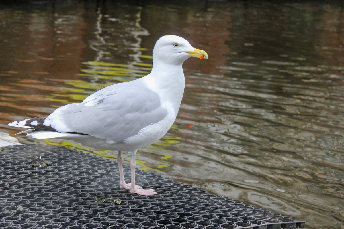 Мөнгөлөг цахлай - ML652821444