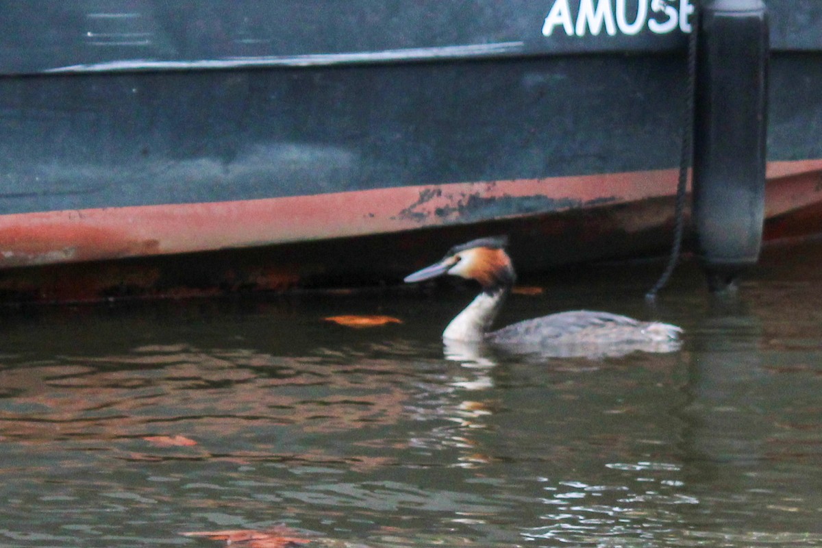 Отгот шунгуур - ML652821451