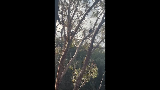 kakadu černý - ML652821550