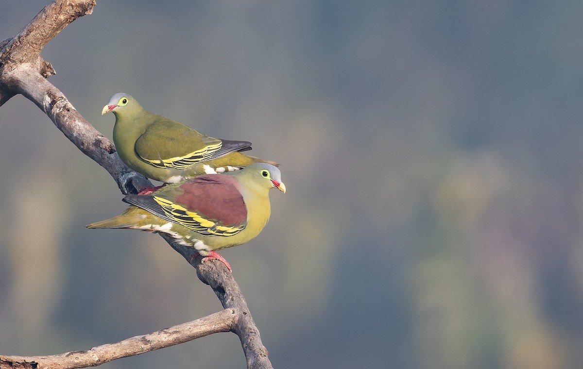 Vinago Piquigrueso - ML652821594