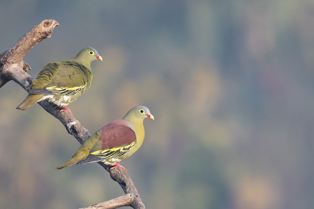 Vinago Piquigrueso - ML652821598