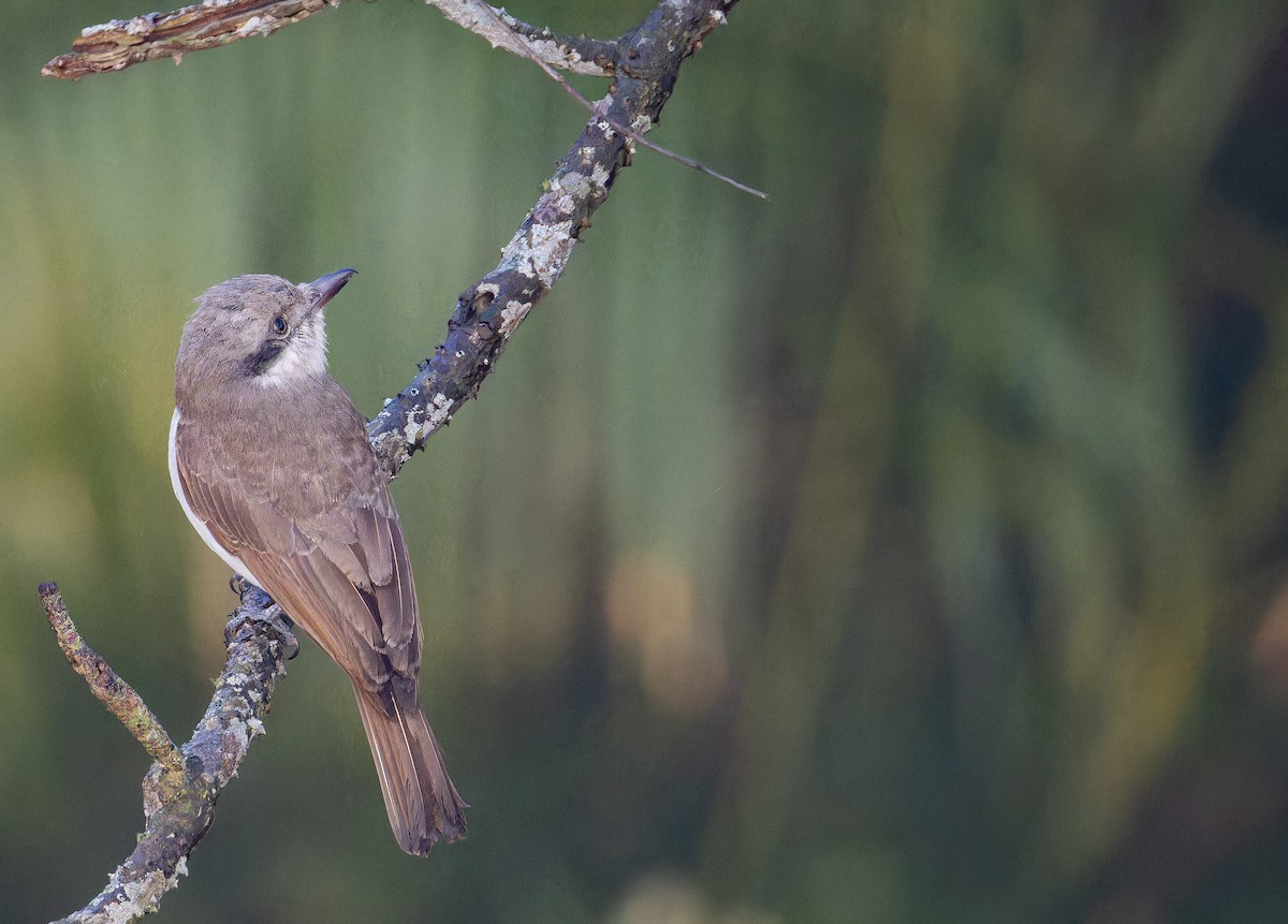 Ceniciento Grande - ML652821700