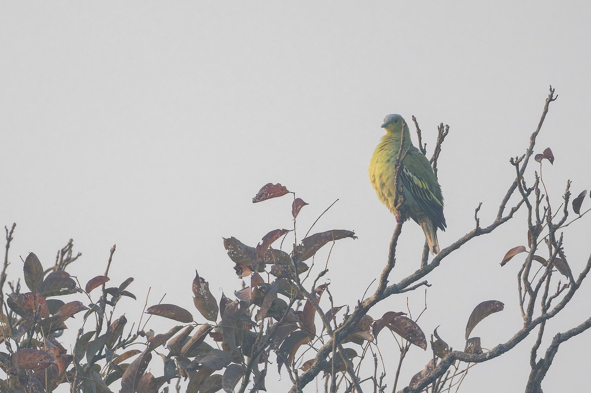 Vinago del Himalaya - ML652821764