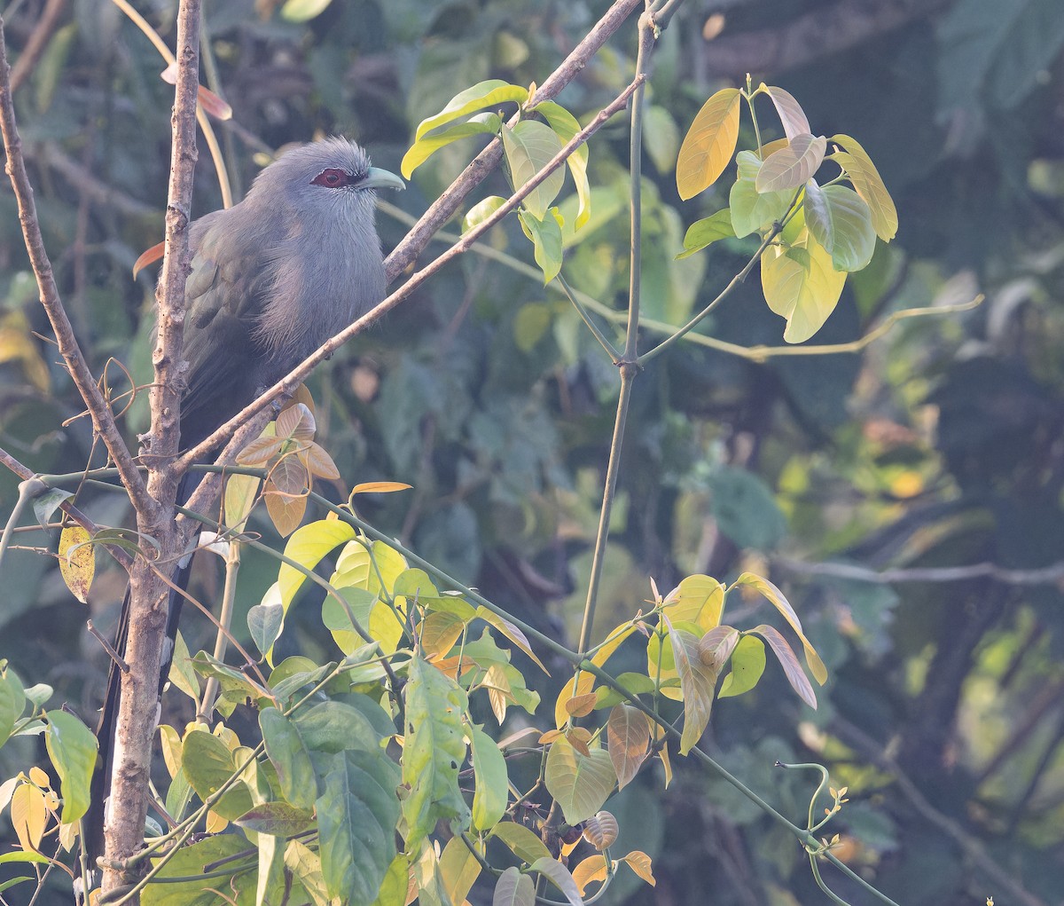 Malcoha Sombrío - ML652821793