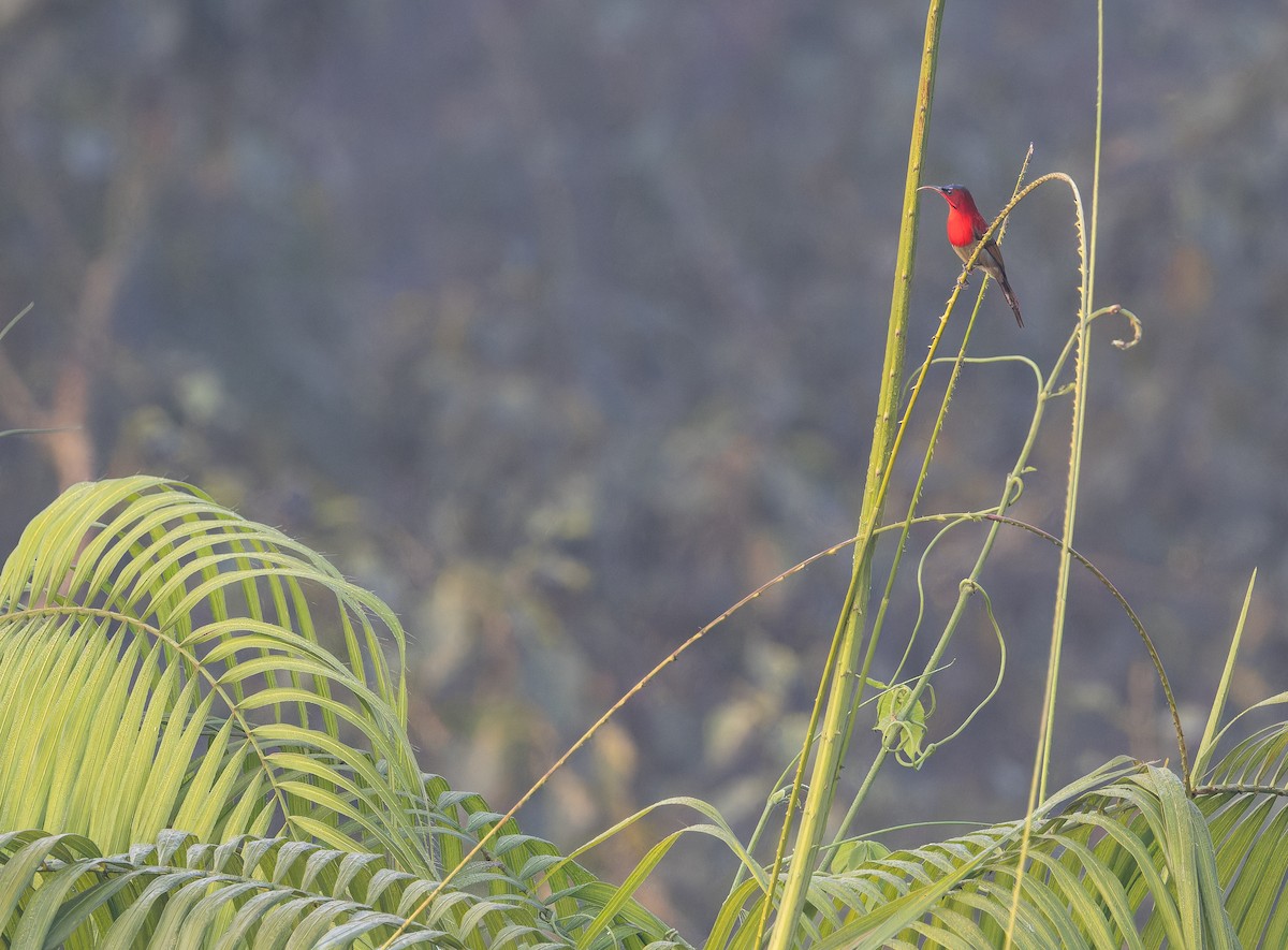 Suimanga Siparaja - ML652821834