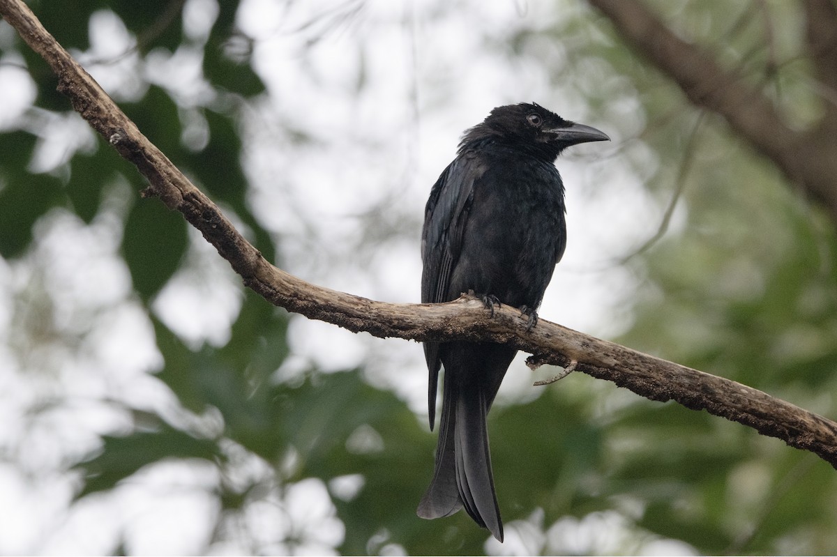 Spangled Drongo - ML652821888