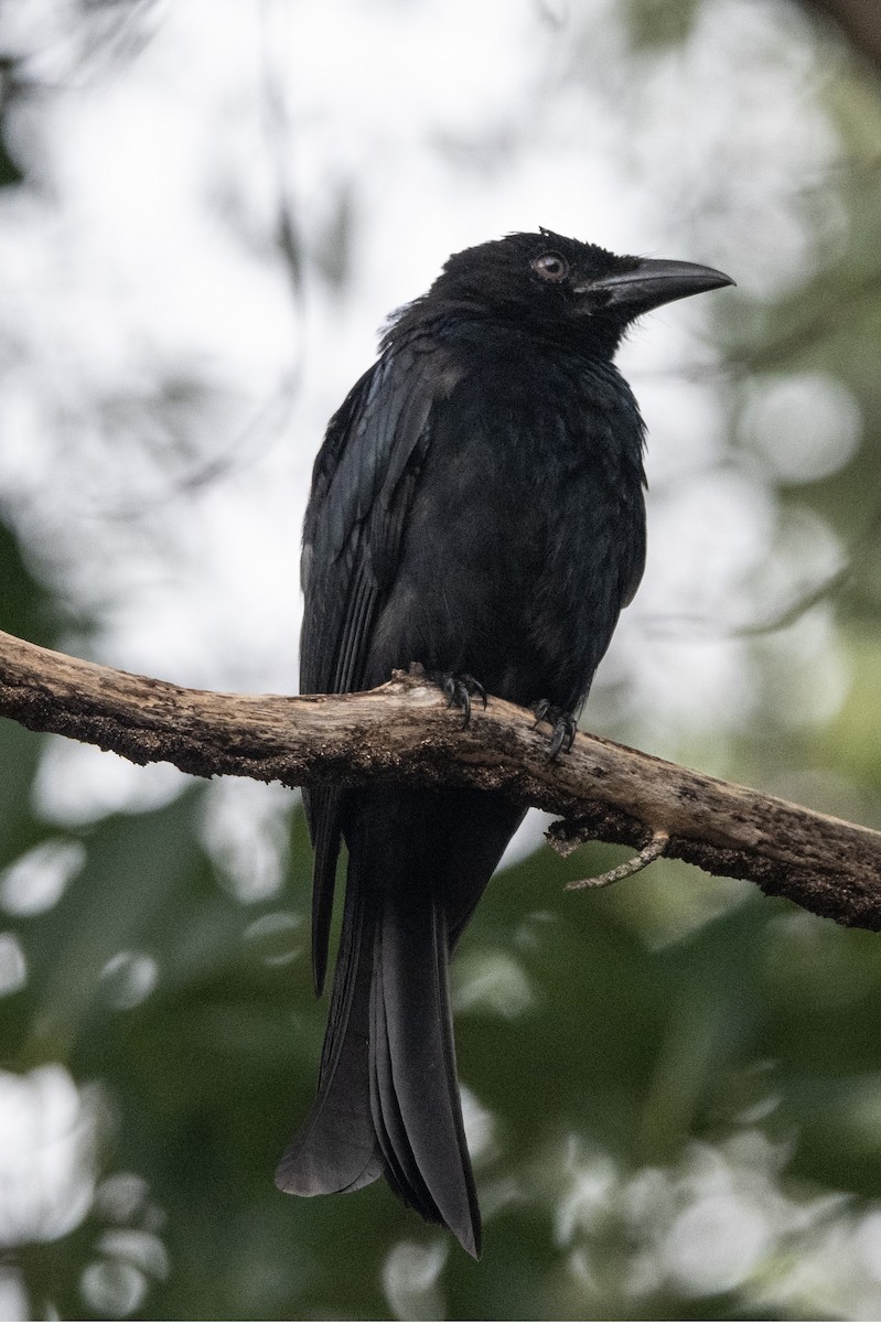 Spangled Drongo - ML652821894
