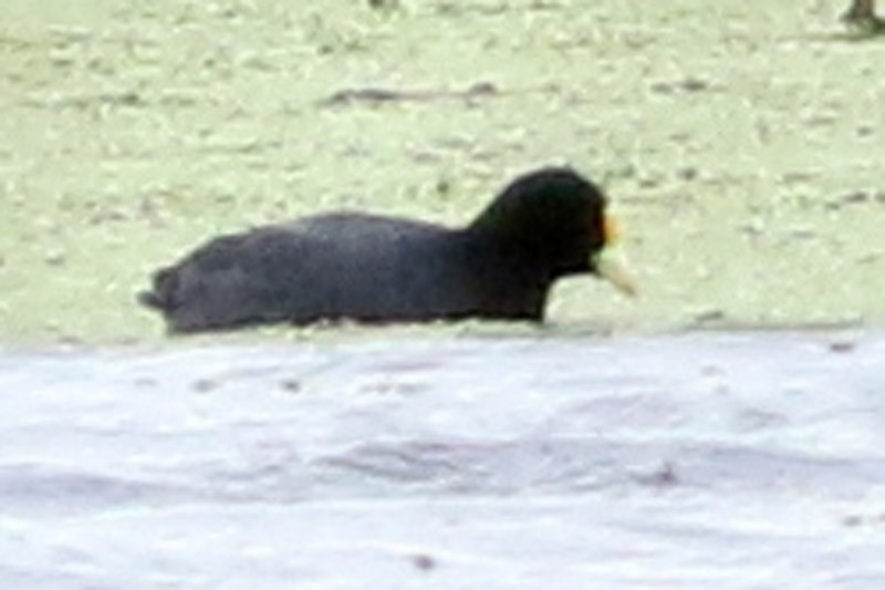 White-winged Coot - J. Simón Tagtachian