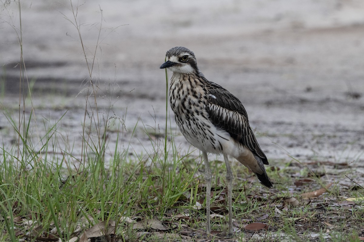Bush Thick-knee - ML652821923