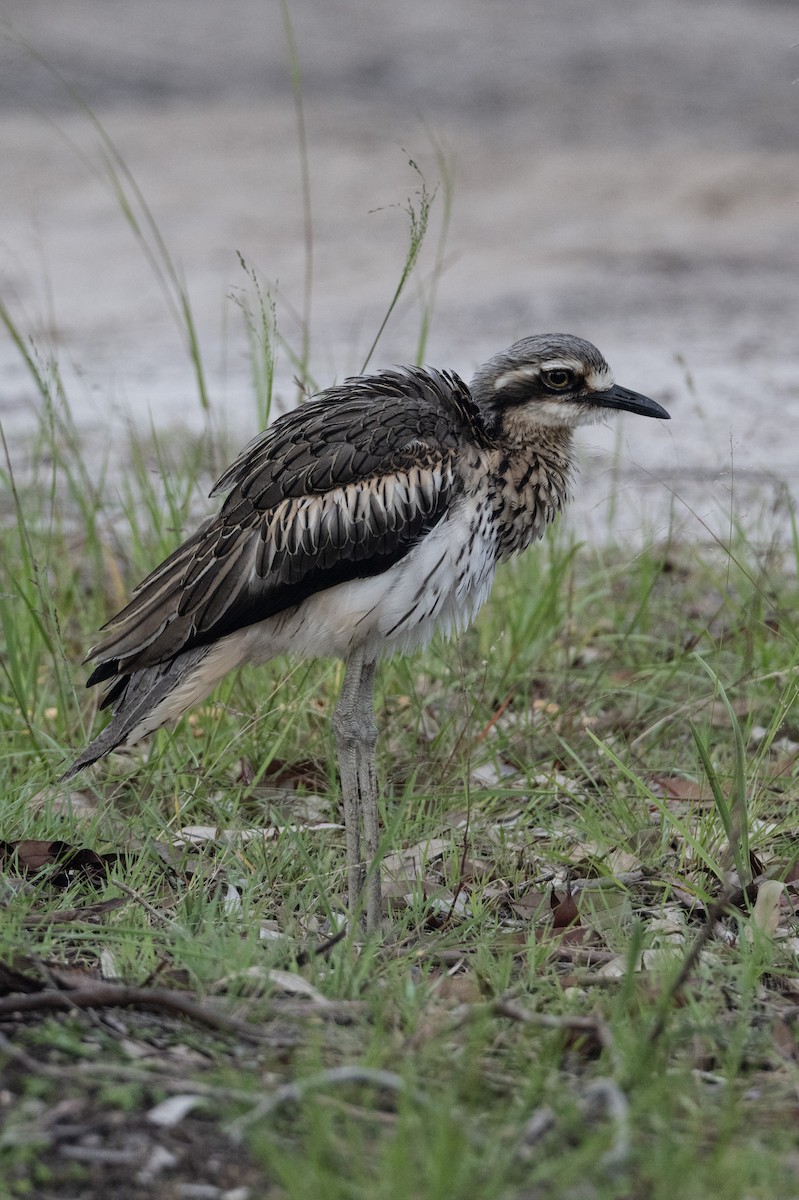 Bush Thick-knee - ML652821929