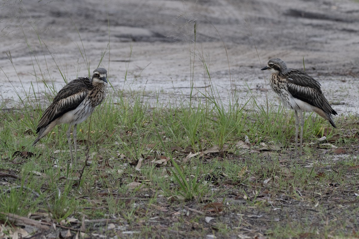 Bush Thick-knee - ML652821938