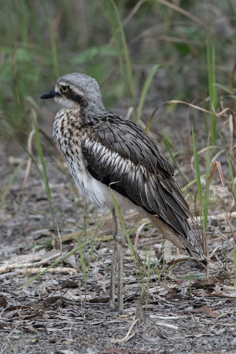 Bush Thick-knee - ML652821953