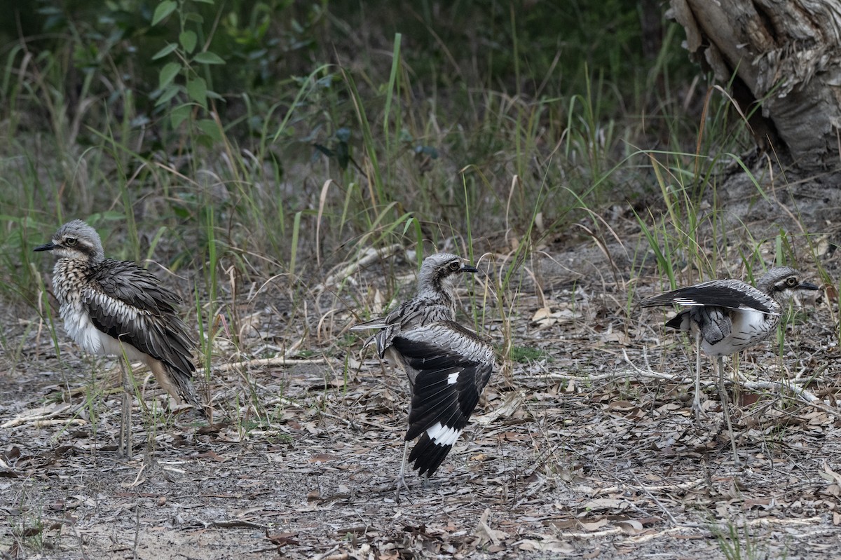 Bush Thick-knee - ML652821961