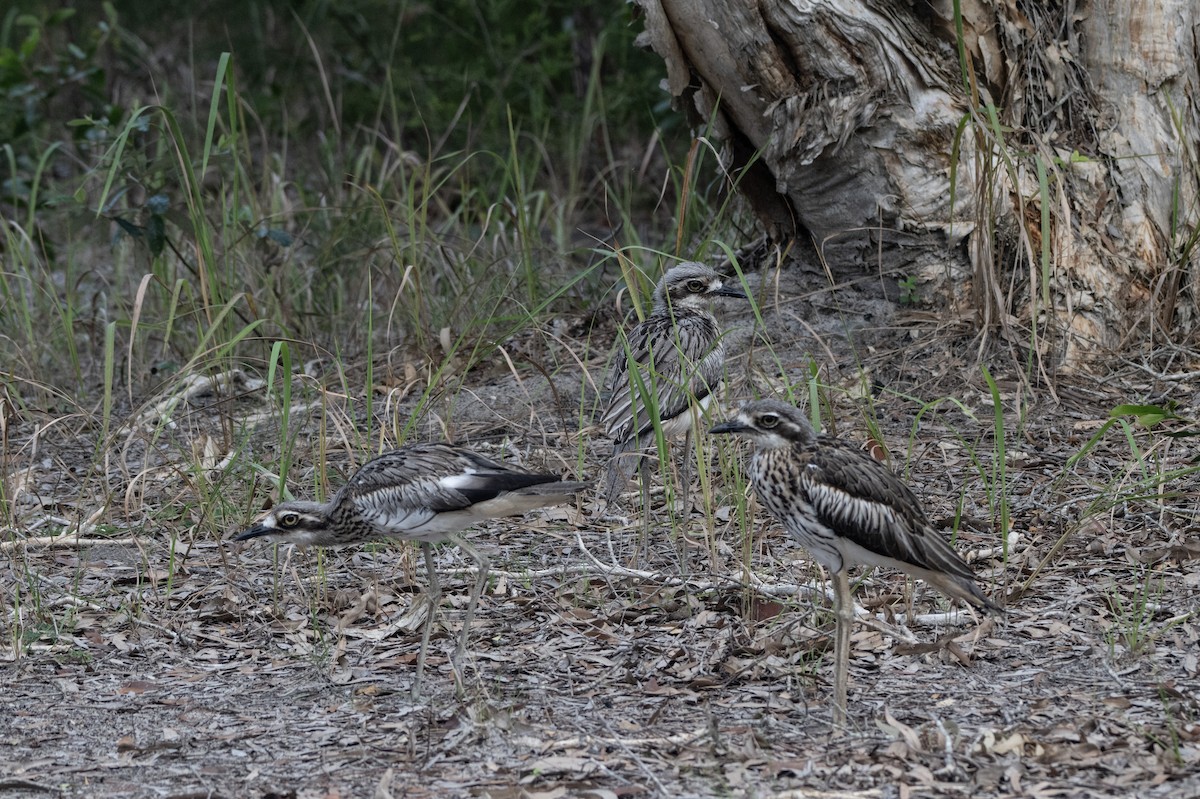 Bush Thick-knee - ML652821976