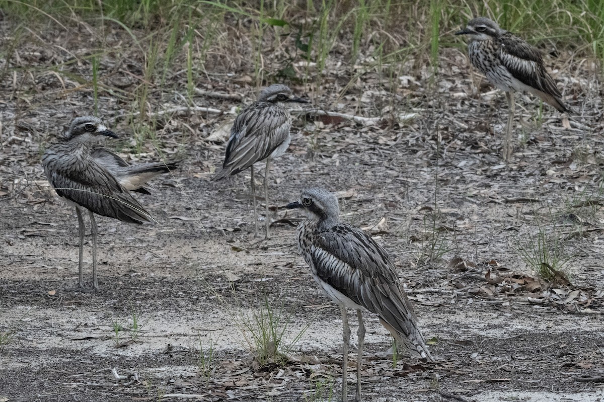 Bush Thick-knee - ML652821987