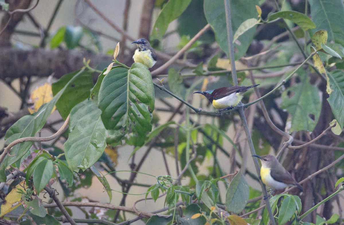 Suimanga Cingalés - ML652822024