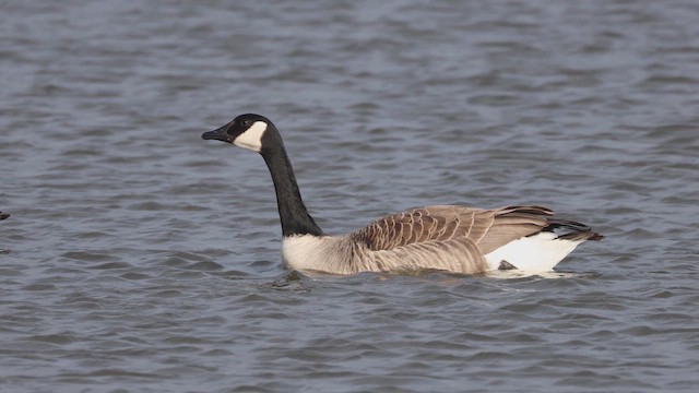 berneška velká - ML652822161