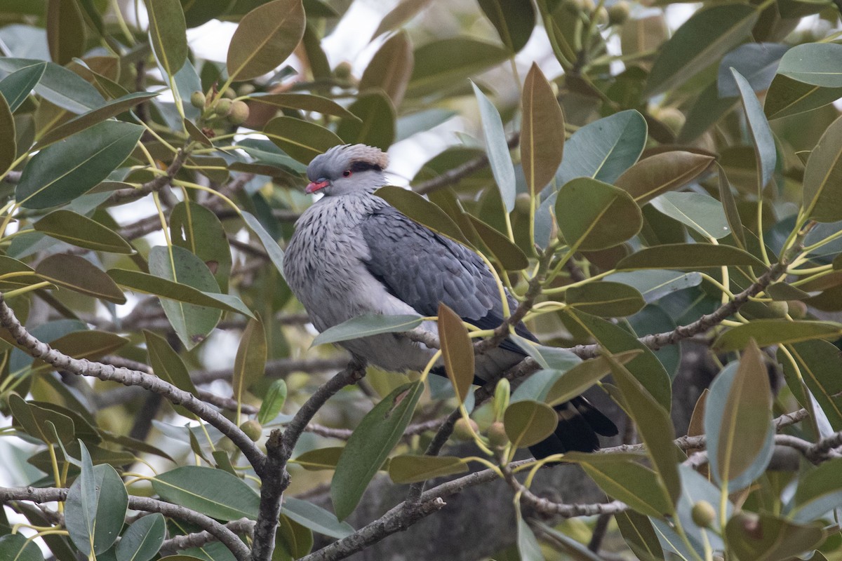 Topknot Pigeon - ML652822461