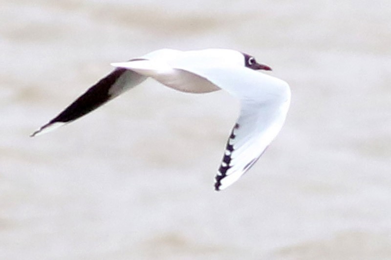 Brown-hooded Gull - ML65282251