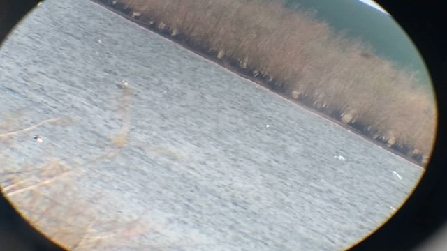 Murgilari bizkarzuria - ML652822544