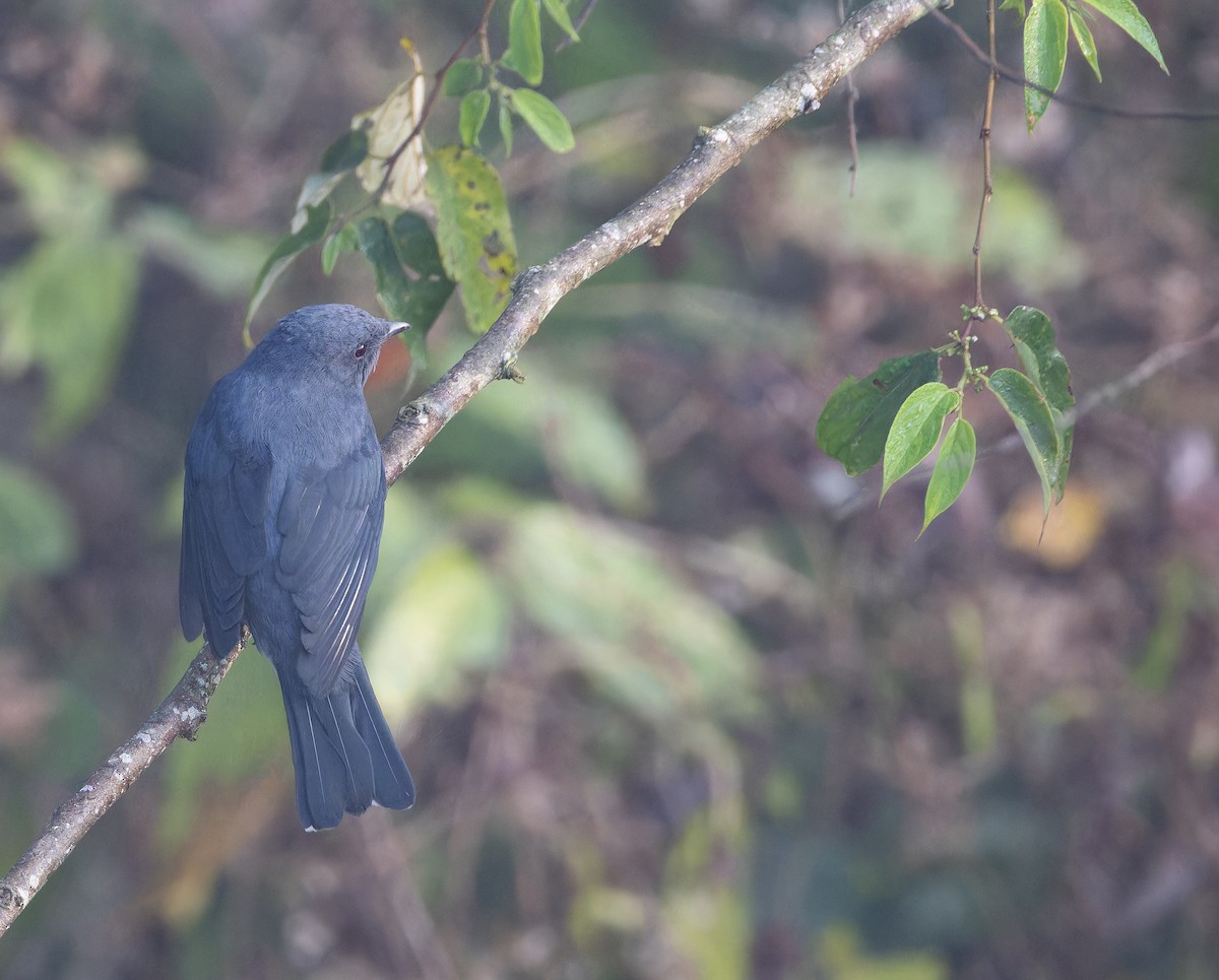 Oruguero Alinegro - ML652822572