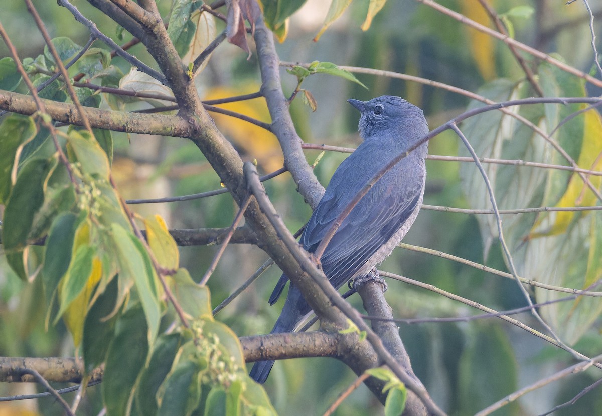 Oruguero Alinegro - ML652822577