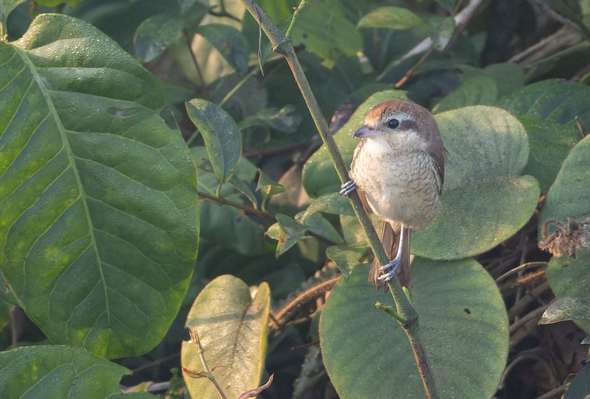 Alcaudón Pardo - ML652822641