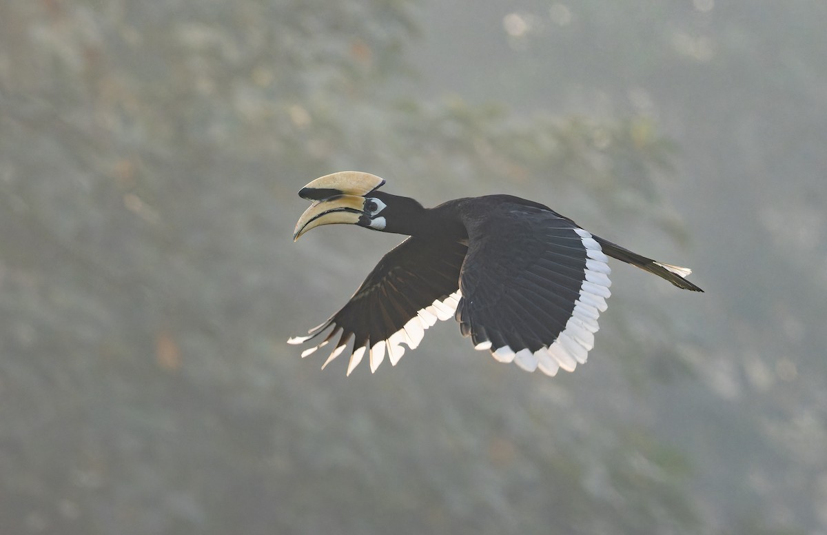 Cálao Cariblanco - ML652822760