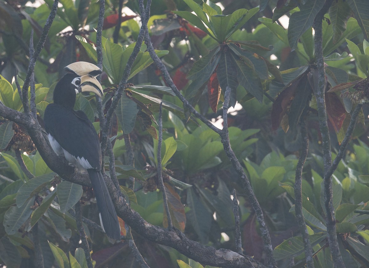 Cálao Cariblanco - ML652822763