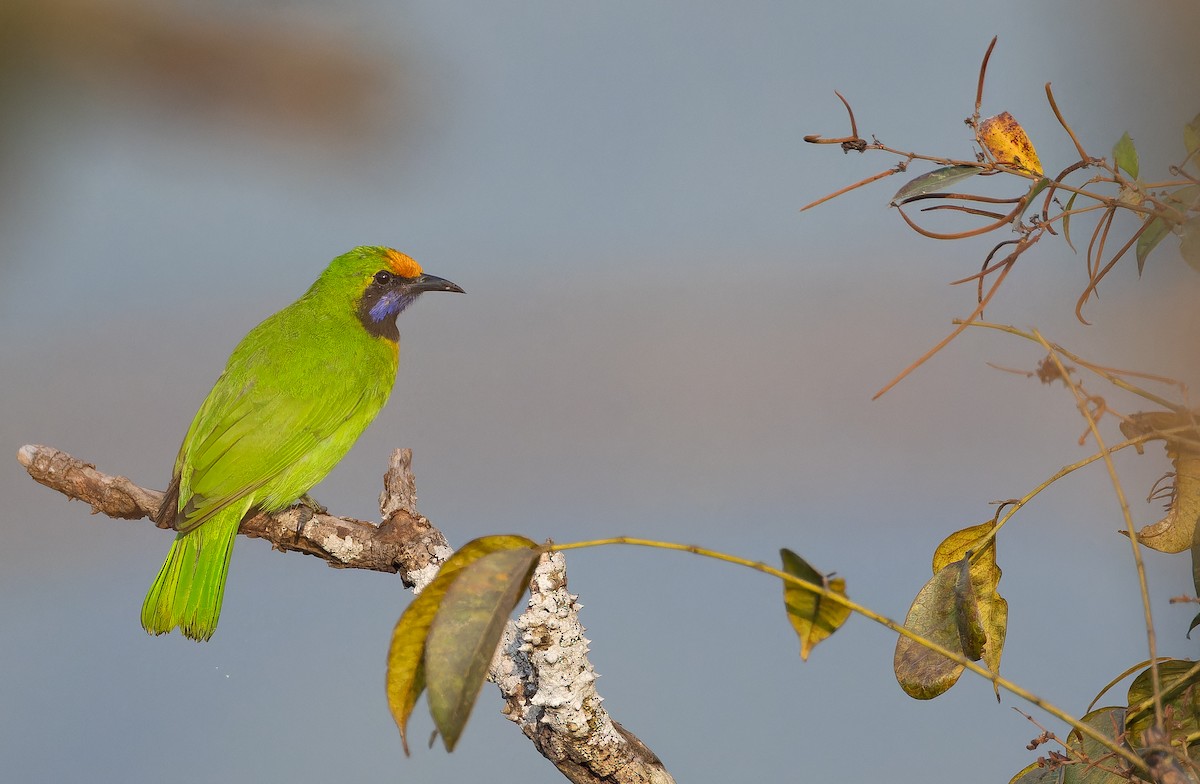 Verdín Frentidorado - ML652822805