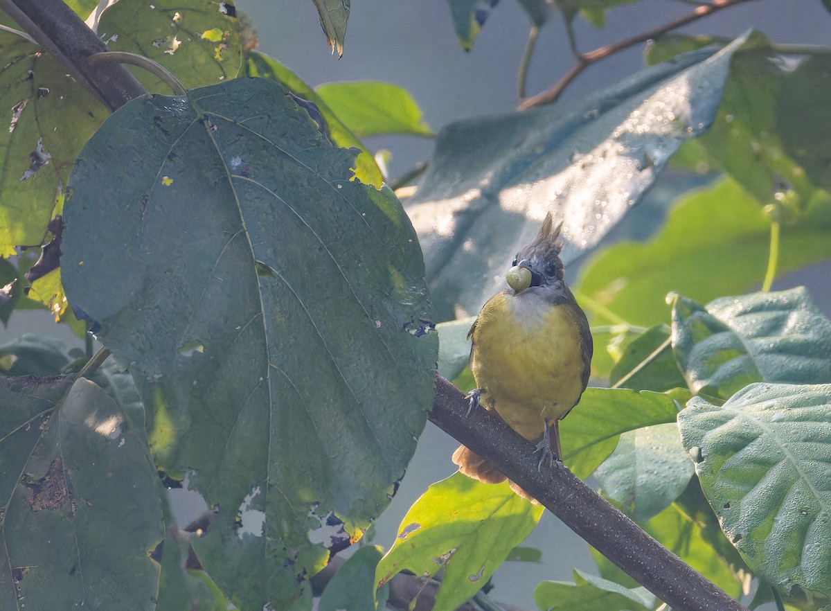 Bulbul Frentigrís - ML652822893