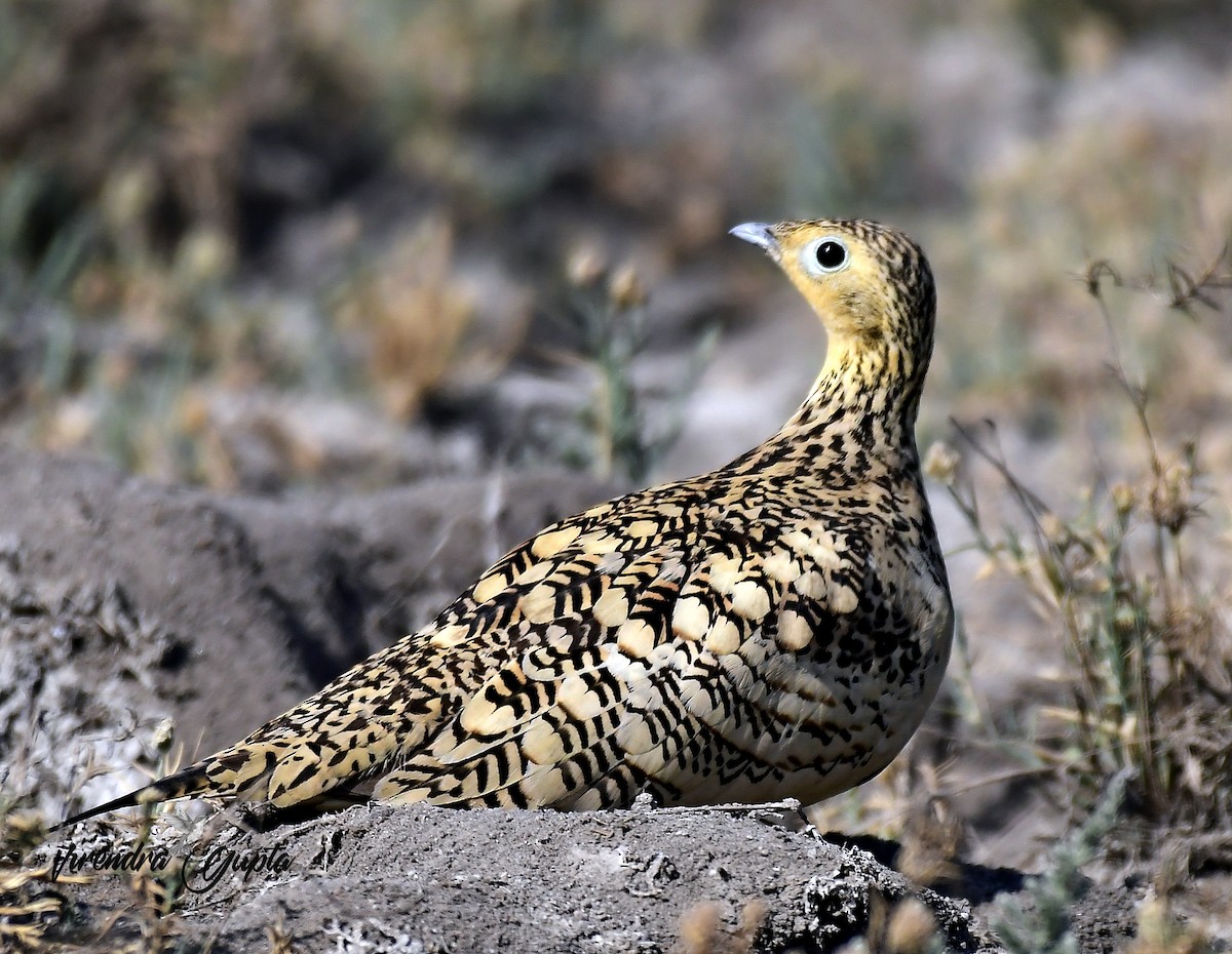 Chestnut-bellied Sandgrouse - ML652822912