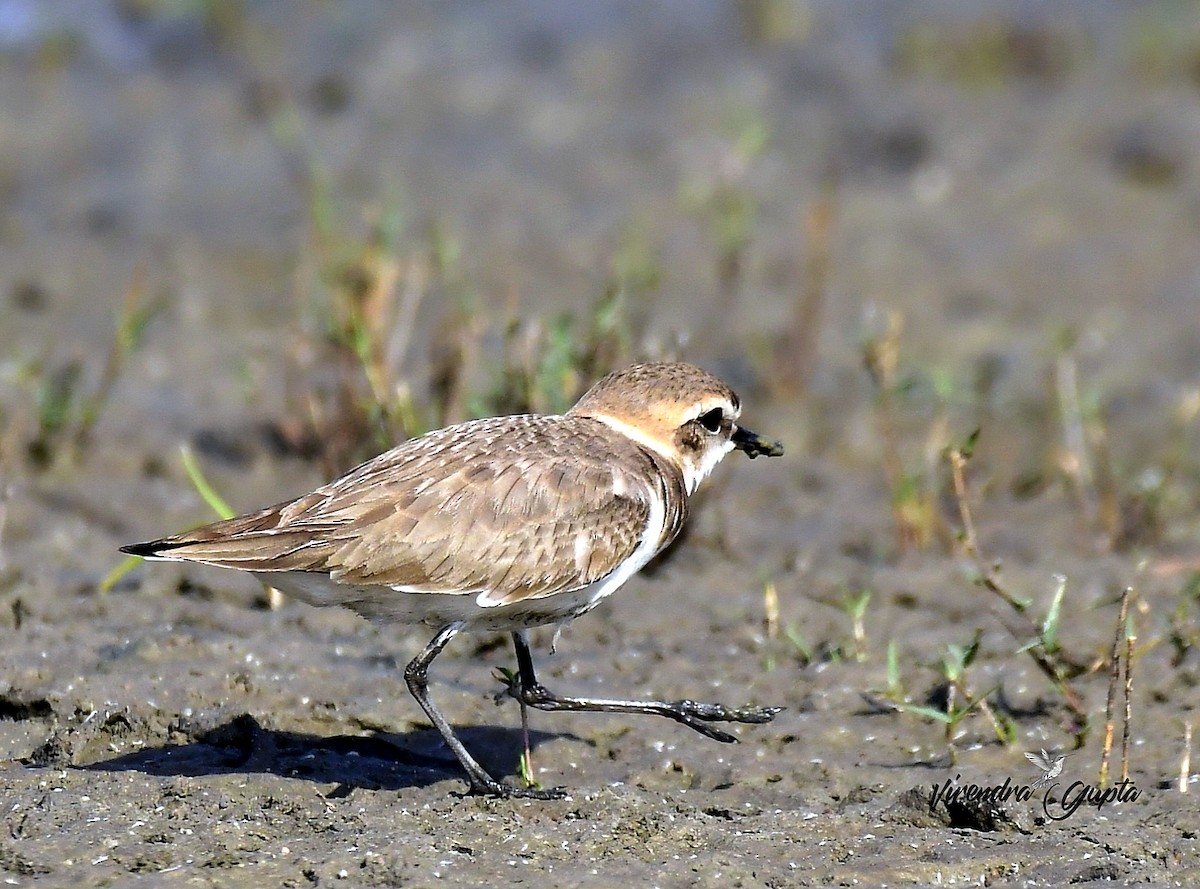 Тэнгисийн хиазат - ML652822932