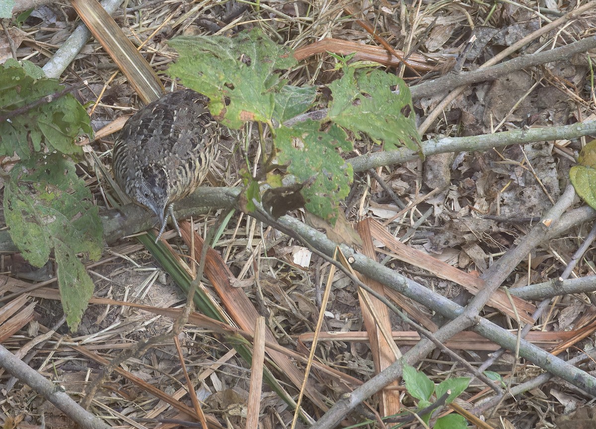 Torillo Batallador - ML652822958