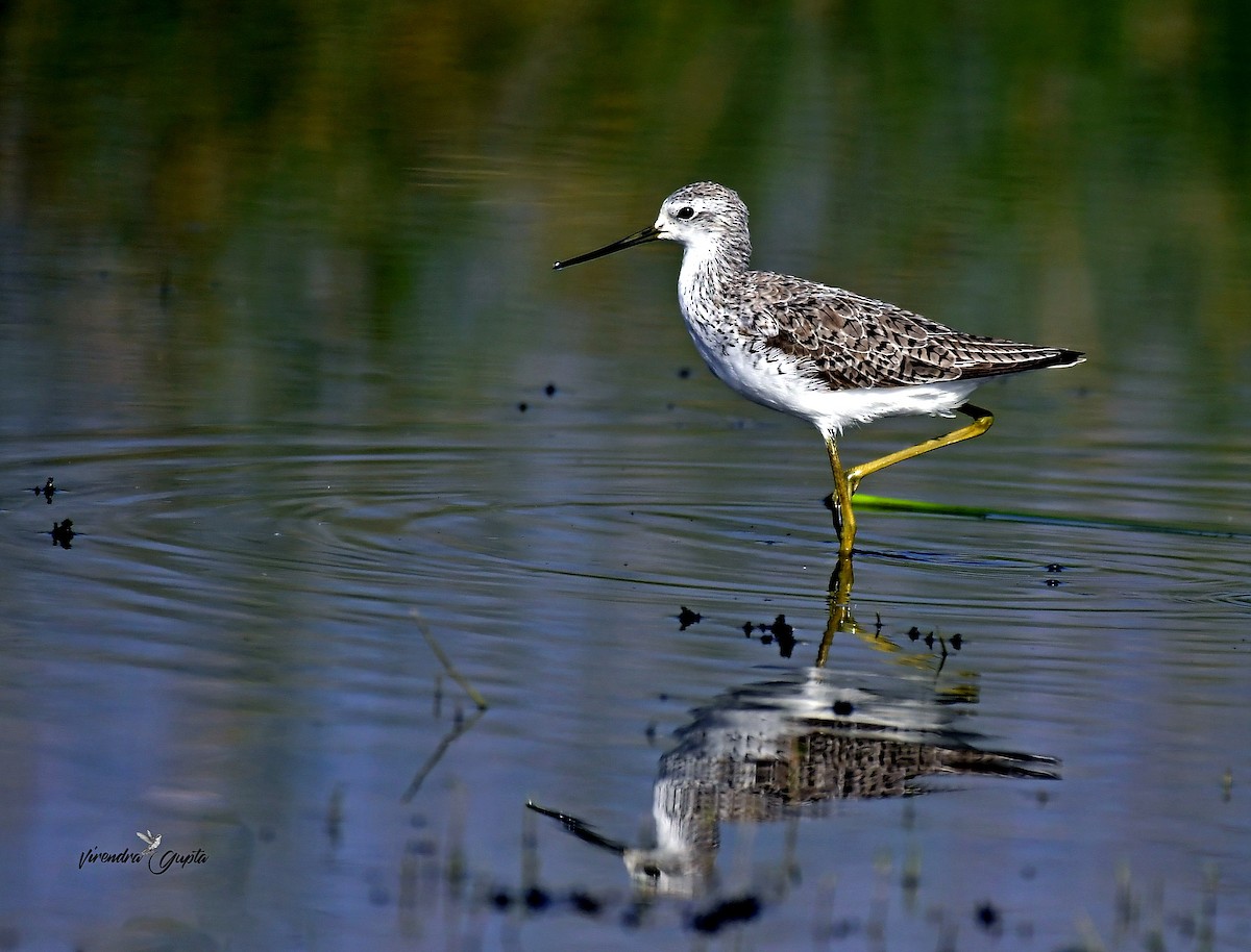 Бүрдний хөгчүү - ML652822963