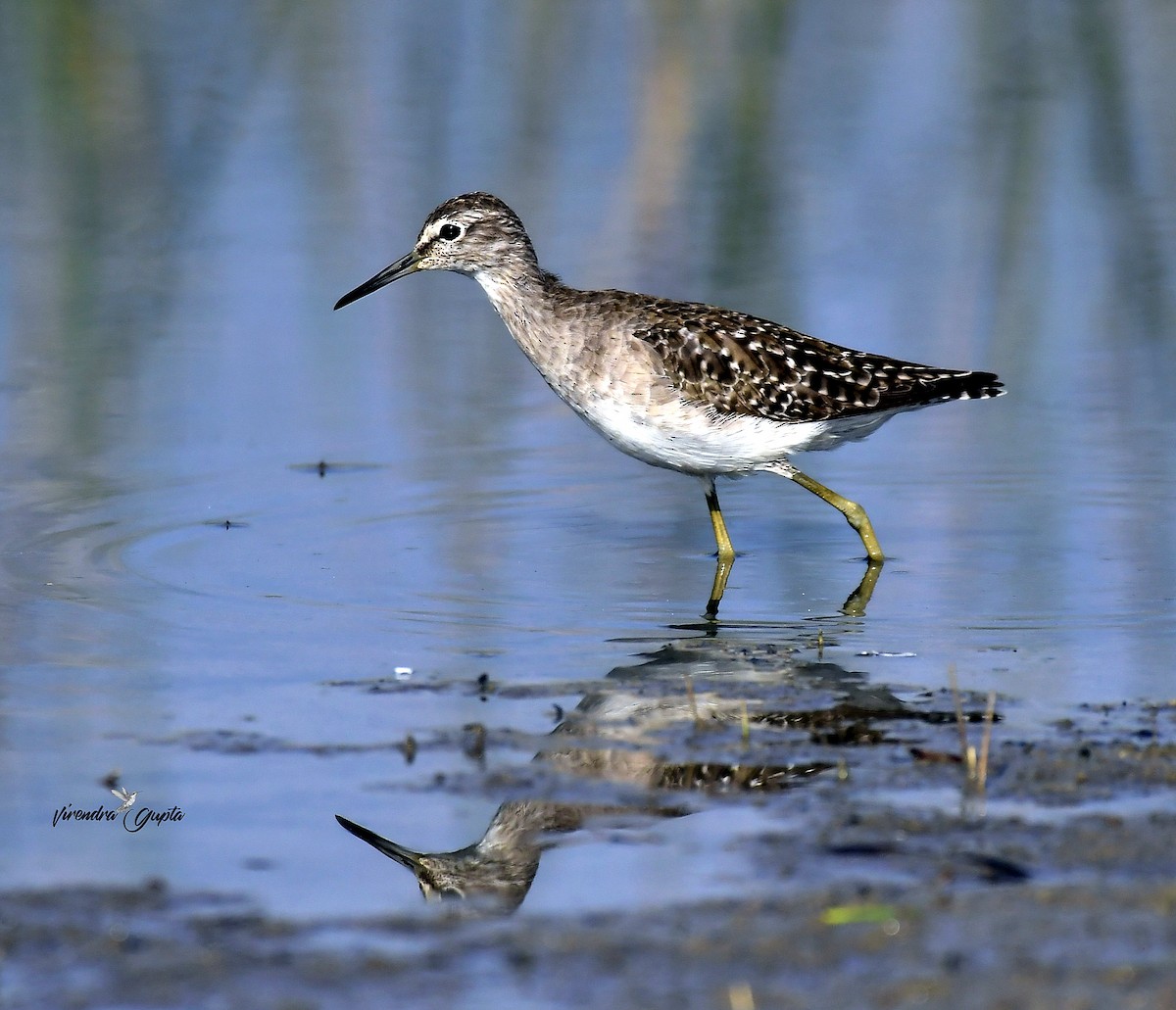 Шугуйн хөгчүү - ML652822970