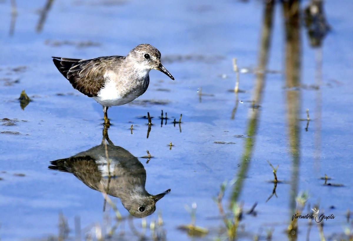 Темминкийн элсэг - ML652822974