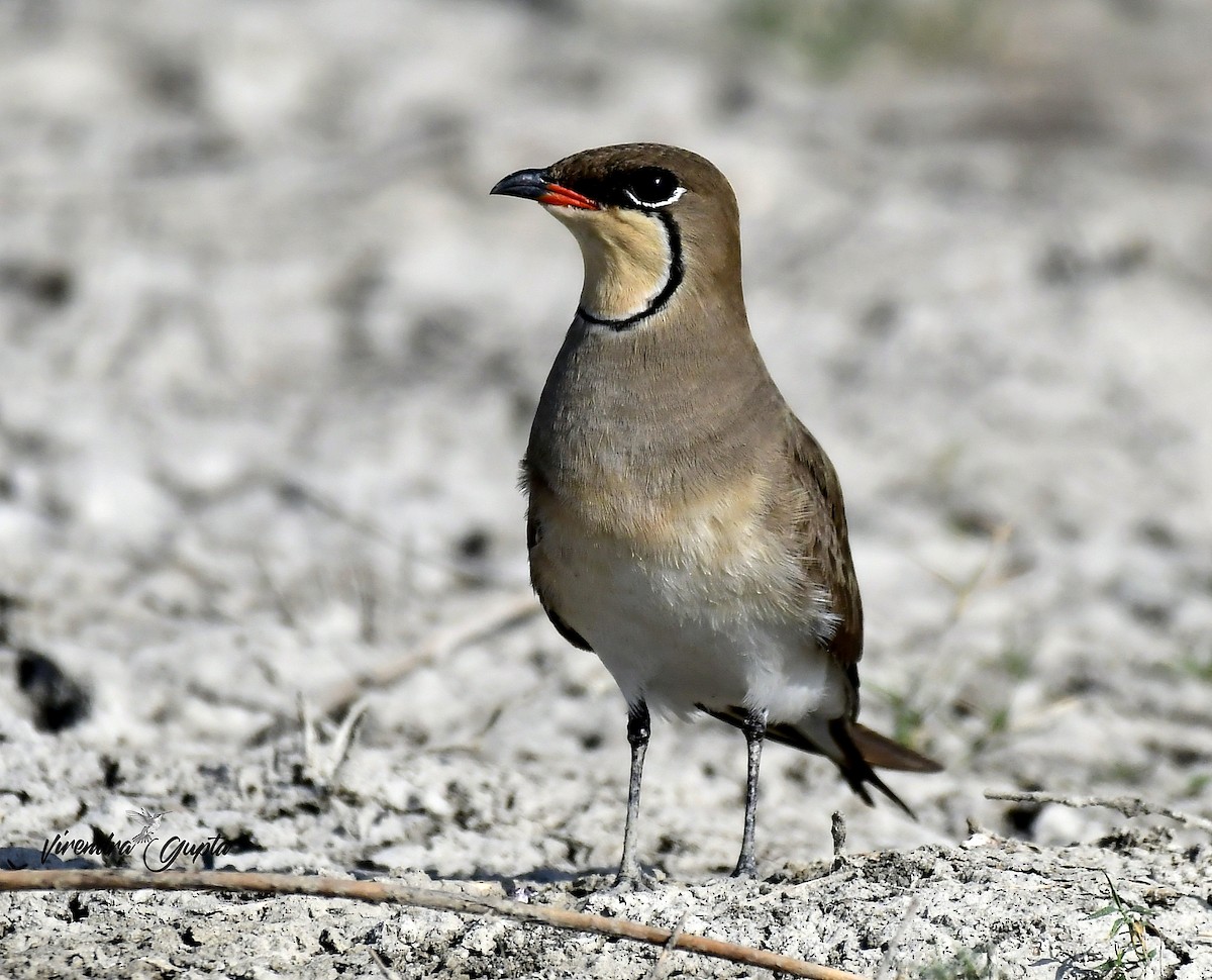 Өнгөт хөгт - ML652822990