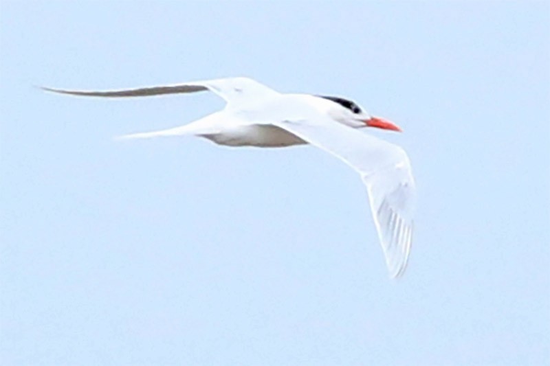 Royal Tern - ML65282301