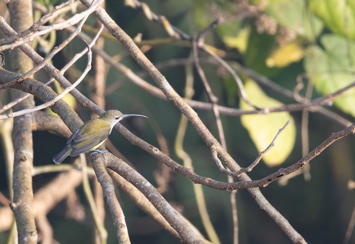 Arañero Chico - ML652823075