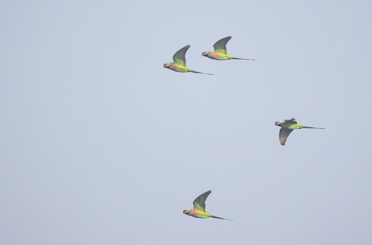 Cotorra Pechirroja - ML652823135