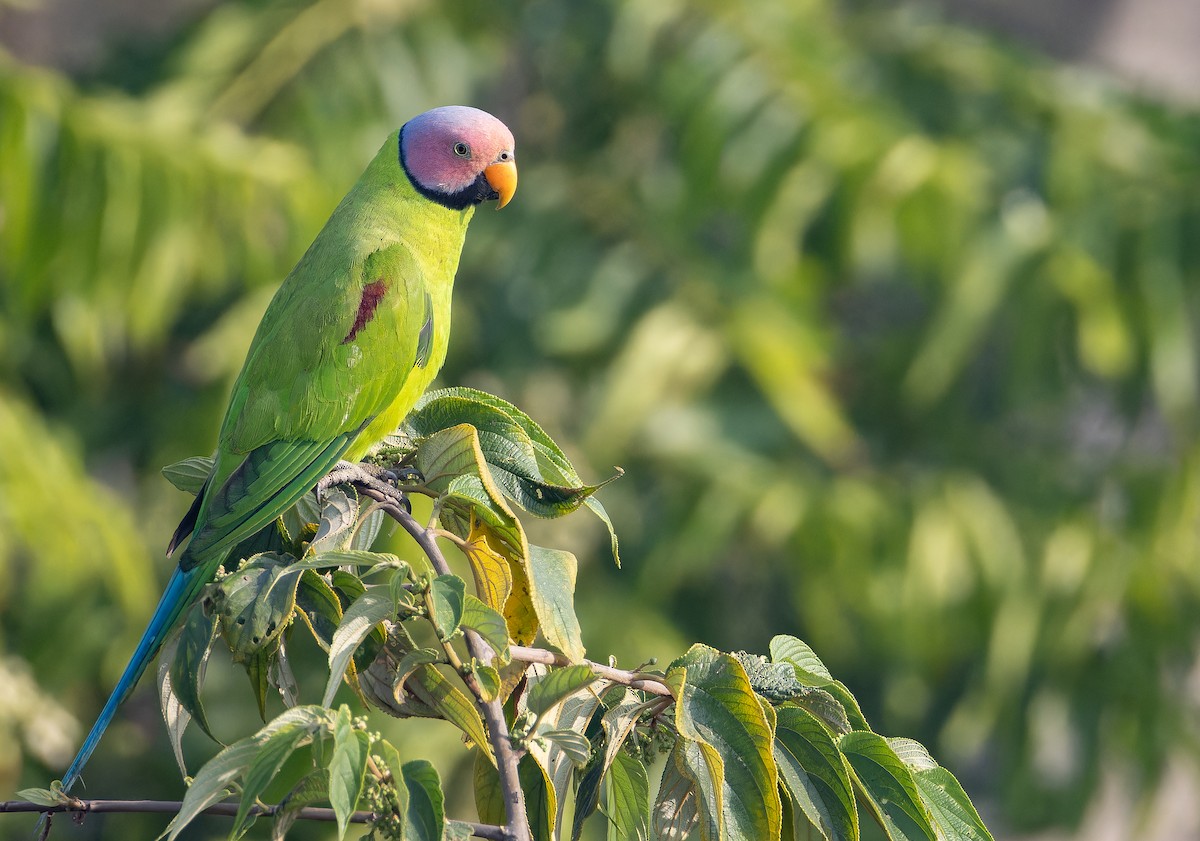 Cotorra Carirrosa - ML652823289